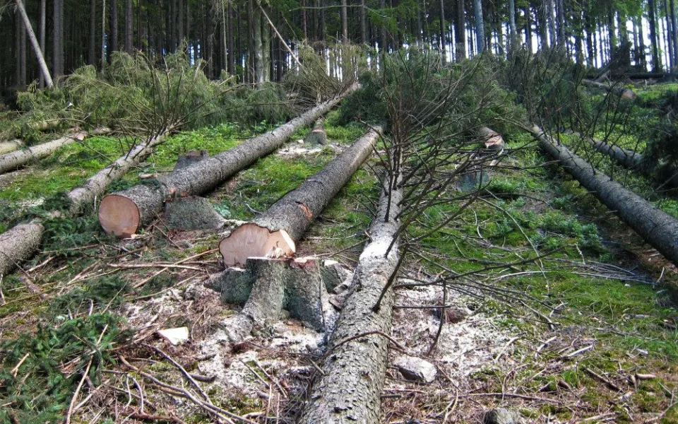 Stromy napadené kůrovcem