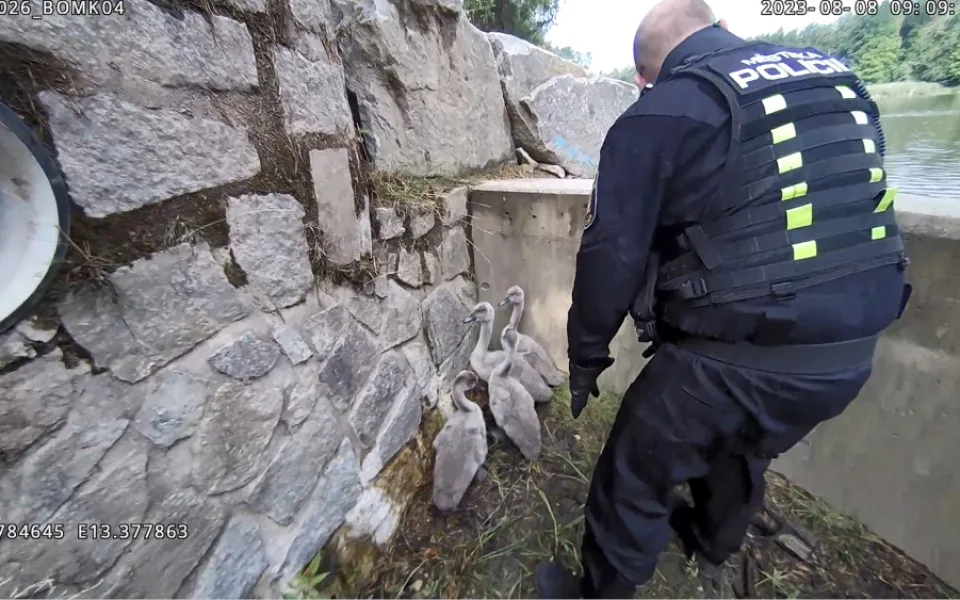 VIDEO: Labutí mláďata uvízla pod přepadem rybníka a nemohla zpět k rodičům, situaci zachránili strážníci
