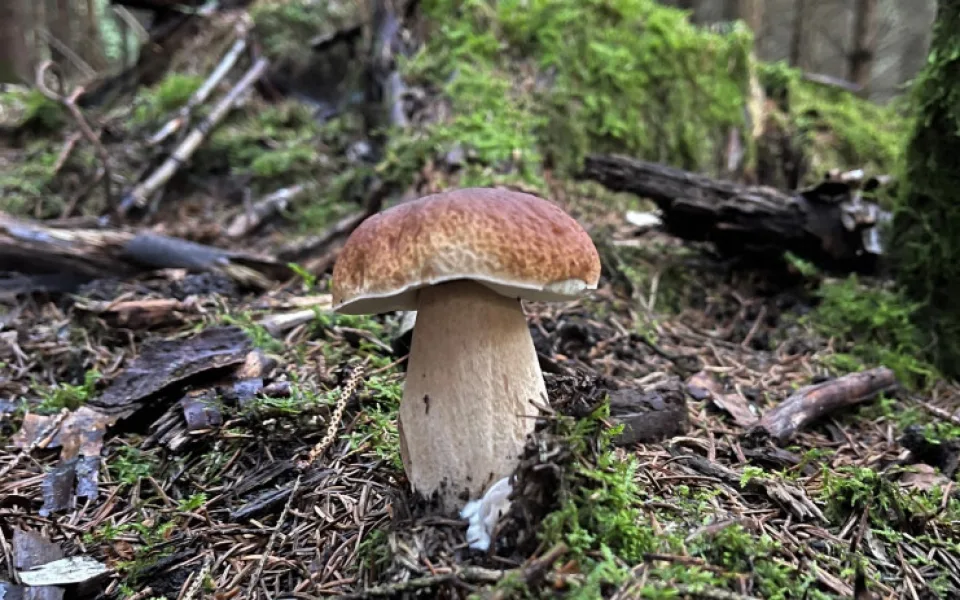 Houby porostou, podle meteorologů jsou nejlepší podmínky na horách