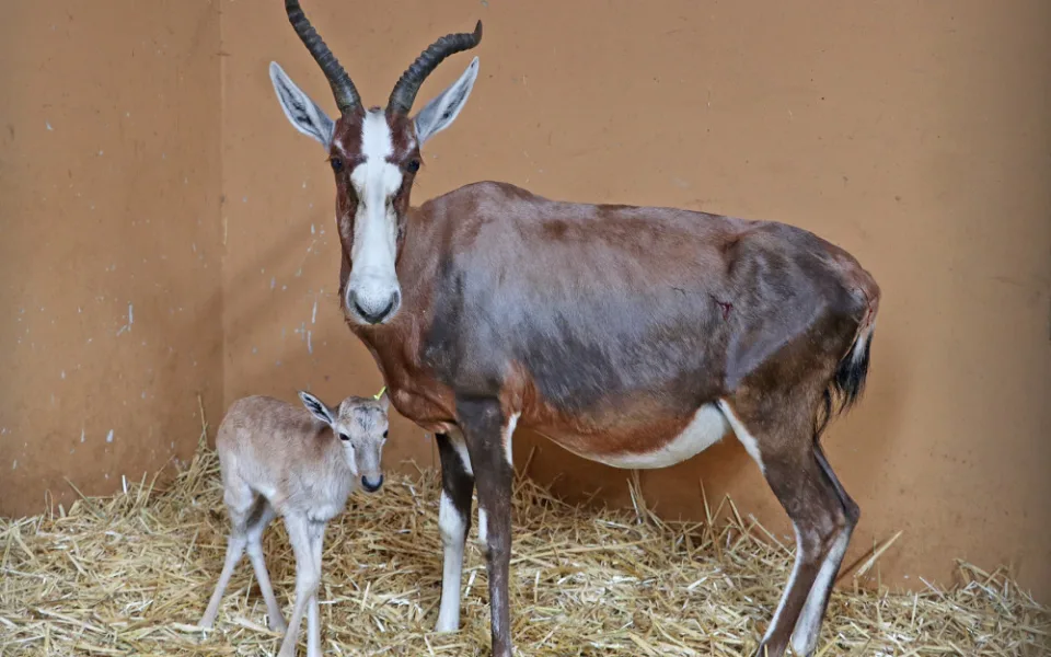 V zoo se radují z nečekaného přírůstku, kterým se stala samička buvolce běločelého