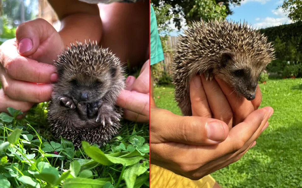 Ježkům se u nás na zahradě líbí a nám se líbí jejich společnost