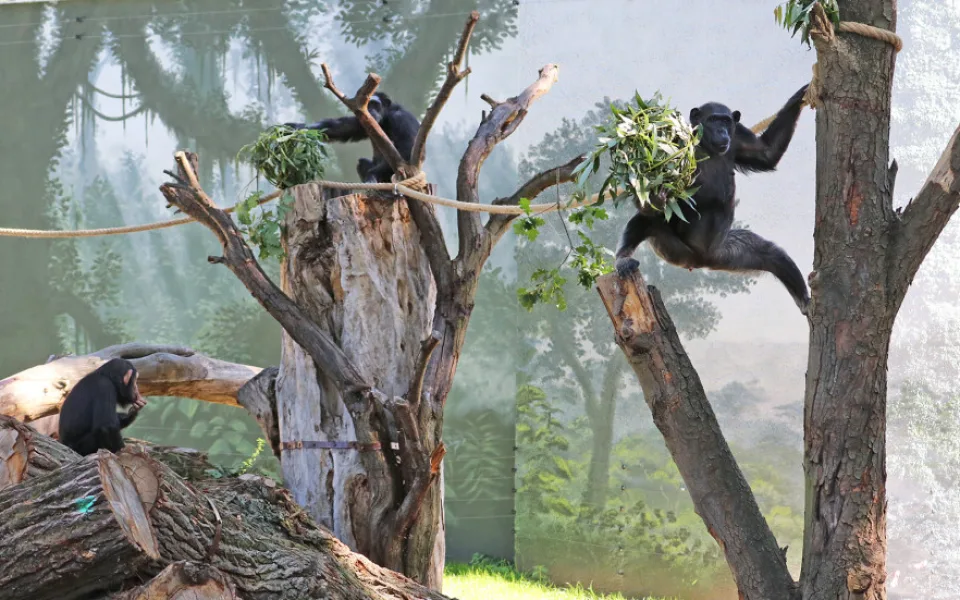 Šimpanzi v plzeňské zoo dovádějí v novém výběhu, nechybí tam prolézačky, lana a vodní příkop