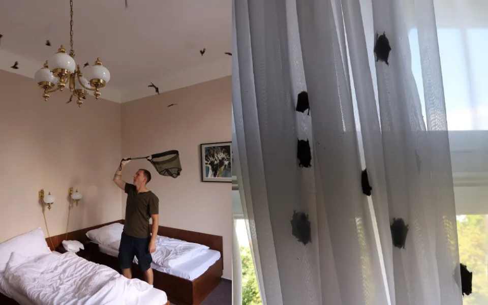 Netopýři obsadili pokoj v jejich oblíbeném hotelu. Pohodlí si tam užívalo 256 živých jedinců, které bylo třeba odchytit