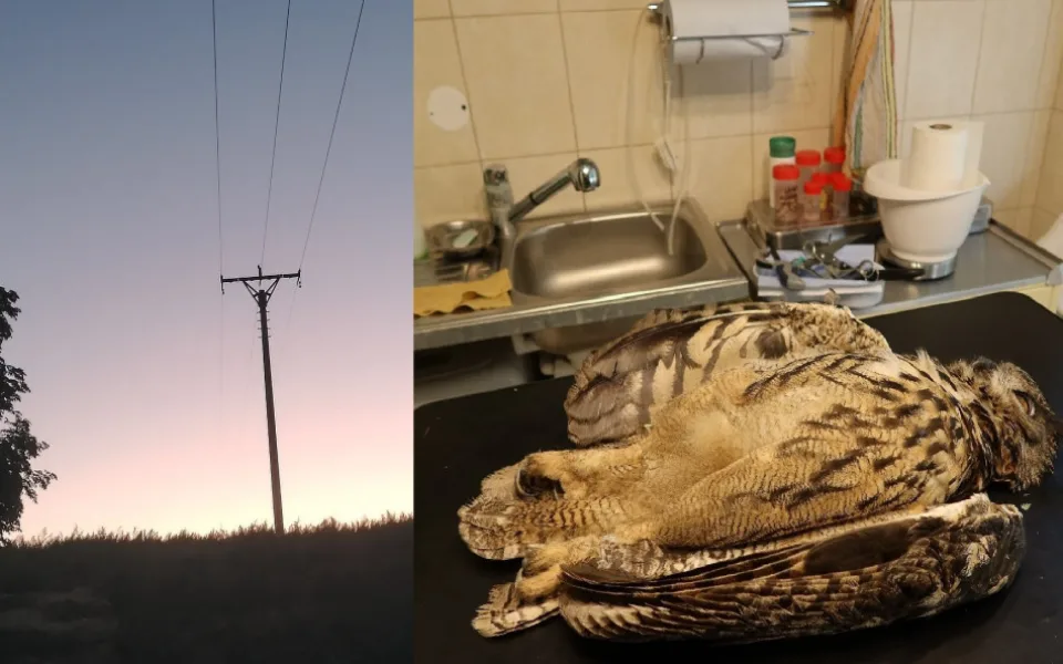 Mládě vzácného výra velkého zahynulo po zásahu elektrickým proudem, když usedlo na sloup s vedením