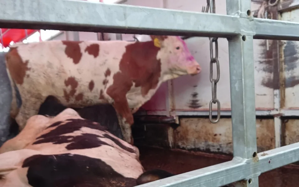 V autě vezli společně živou a poraženou krávu. Přepravci hrozí pokuta až 10 milionů korun