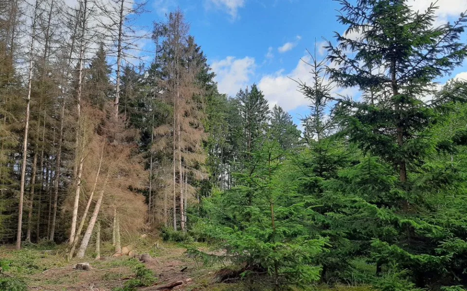 Kůrovec je na ústupu, satelitní snímkování pouze odhalilo šest ohnisek na více než 3000 hektarech lesů