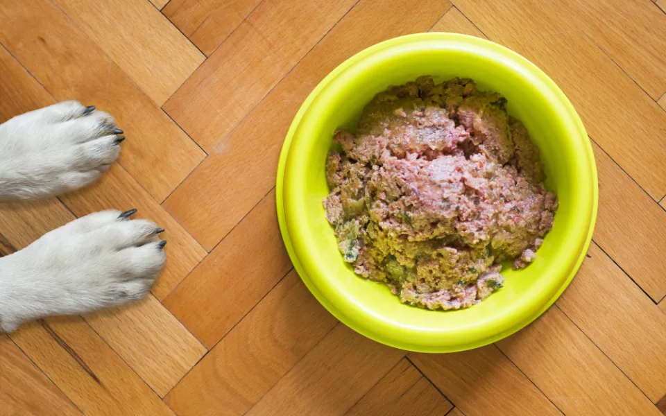 dog-food-g62a01f50c_1920