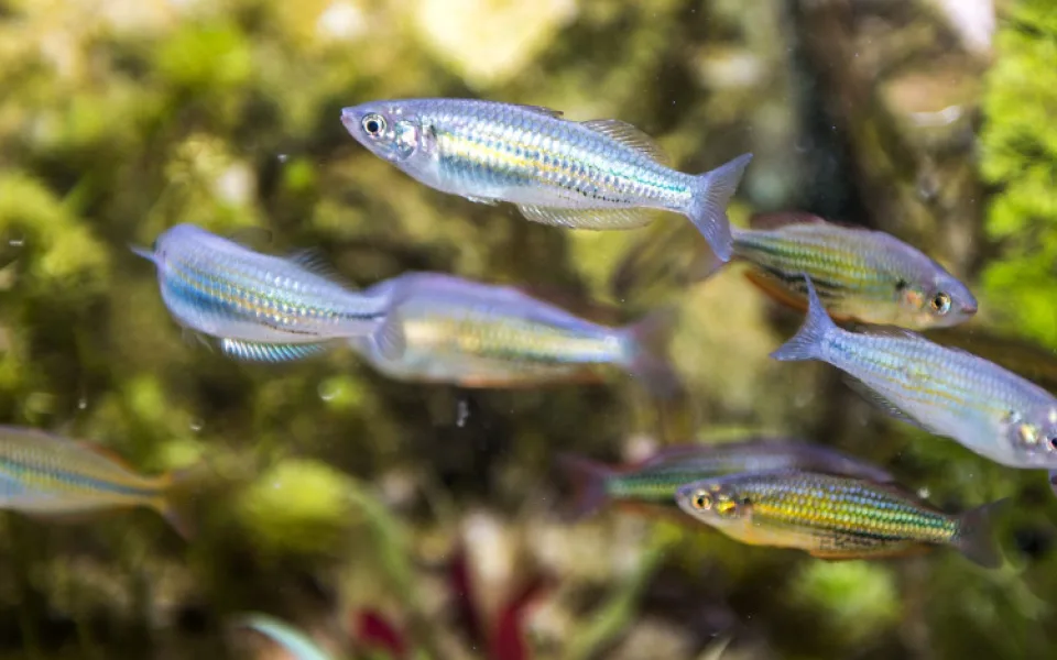 Nová Rybí archa v plzeňské zoo představuje ohrožené druhy z celého světa, některé přežívají jen díky akvaristům