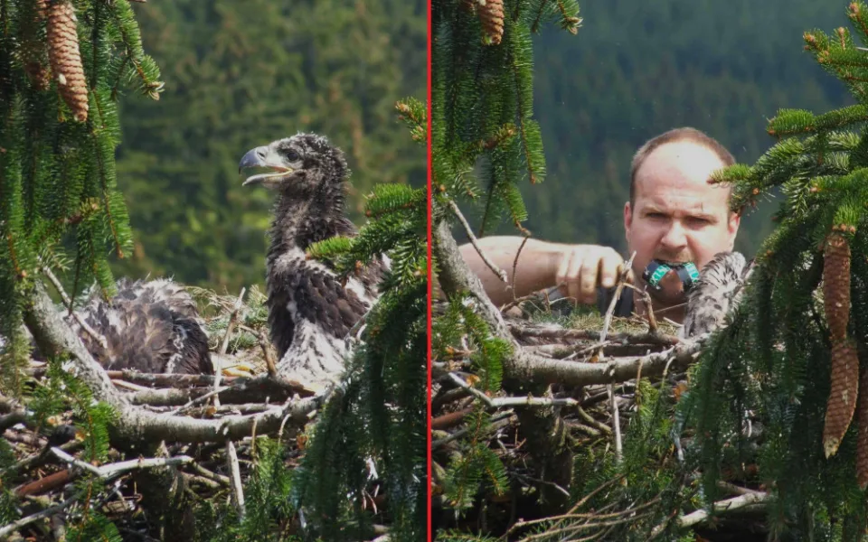 Karel Makoň kroužkuje v roce 2010 mláďata orla mořského