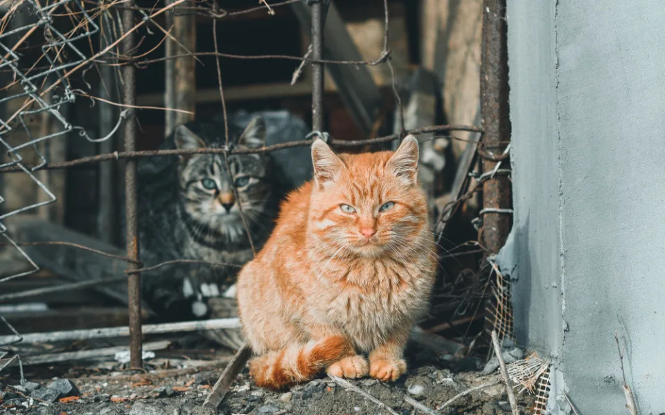 ilustrační foto