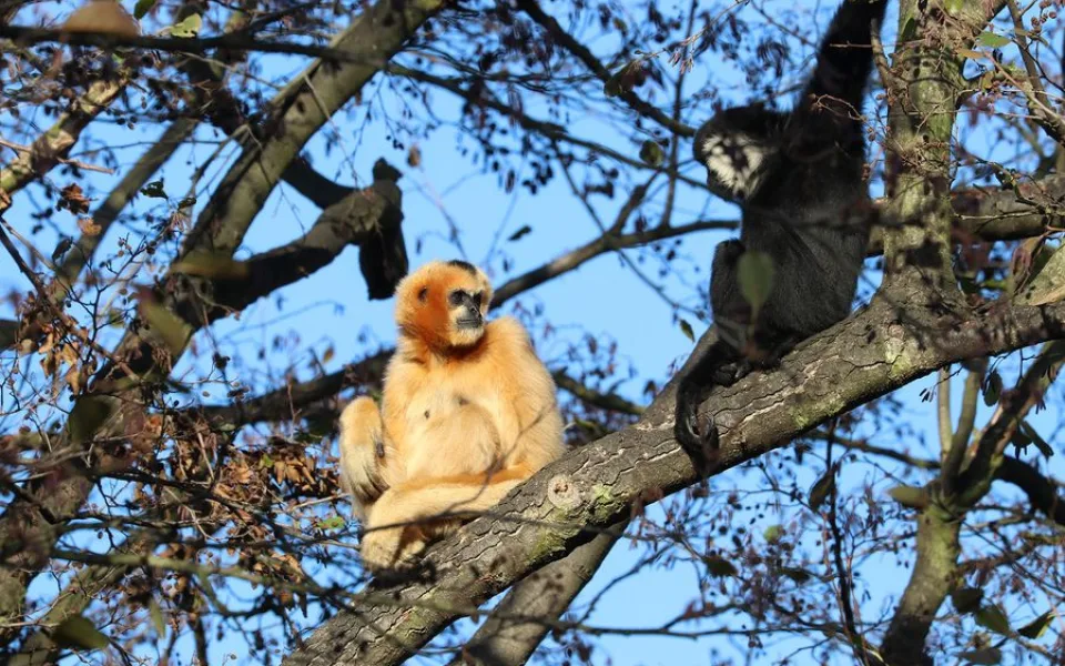 Při vánoční návštěvě zoo můžete sledovat například gibony v jejich výběhu