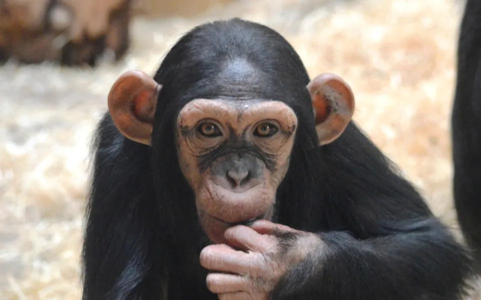 První den nového roku pro plzeňskou zoo od roku 2020 znamená oslavu šimpanzích narozenin. Samici Caile jsou už 4 roky!