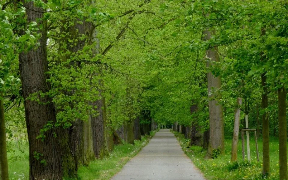 Loni zabodovala Dlouhá alej na Tachovsku a daří se jí i letos, foto: Alena Mautnerová