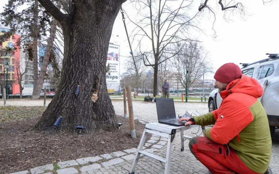 Dřevokazná houba napadla vzácný a starý dub před Západočeským muzeem. Experti pomocí přístrojů testují jeho stav
