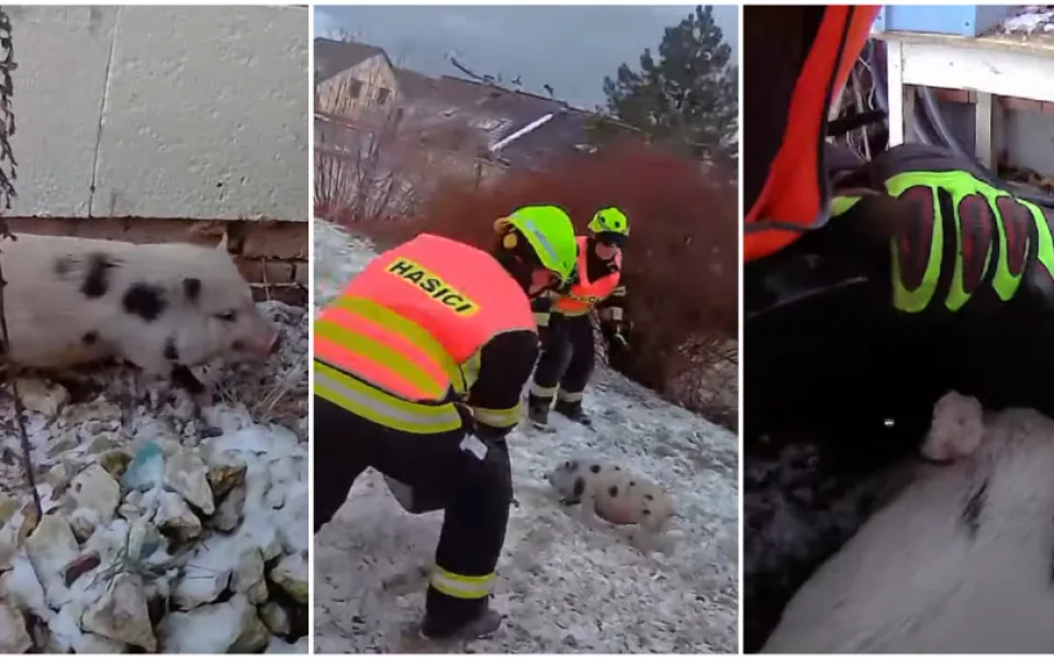 VIDEO: Uprchlá selata pořádně prohnala hasiče, jeden čuník se jejich pastem úspěšně vyhýbal