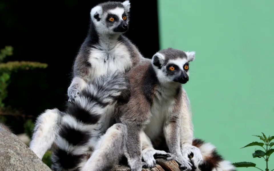 Nekrmte naše zvířata, prosí zoologické zahrady. V Plzni lidé utrápili klokana a dokonce cpali lemurům sladkosti