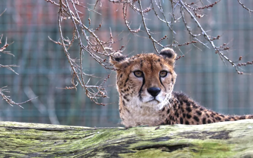 Gepardí samec Khalid už nebude sám, chovatelé získali dvě samice z francouzské Zoo La Palmyre
