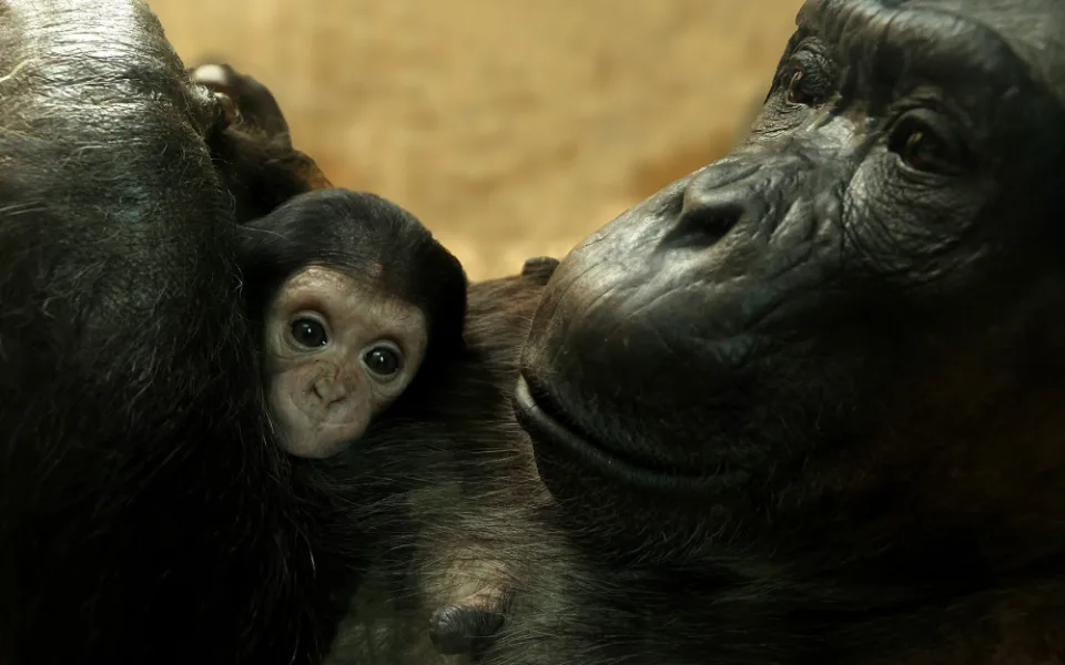 Návštěvníci plzeňské zoo už mohou obdivovat mládě šimpanze, prosíme o ohleduplnost, apeluje zahrada