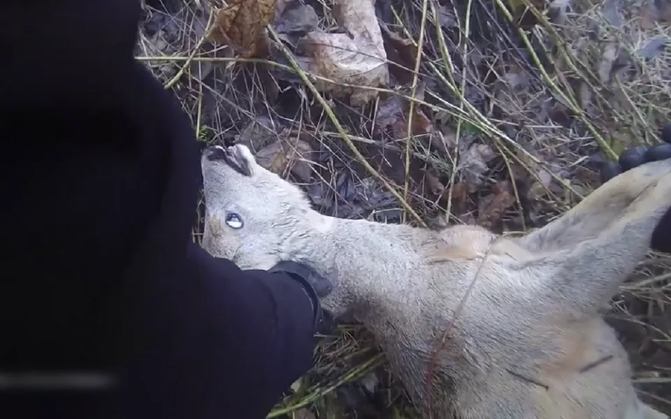 VIDEO: Vysílený srnec se zamotal do ostružin, bez pomoci by nejspíš zahynul