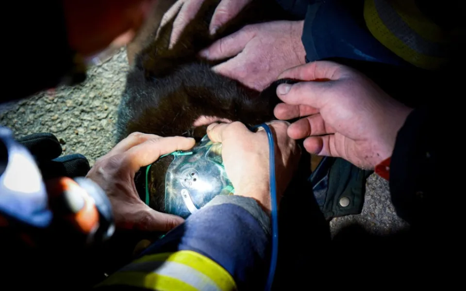 FOTO: Hasiči resuscitovali kočku a z hořícího domu zachránili také králíka