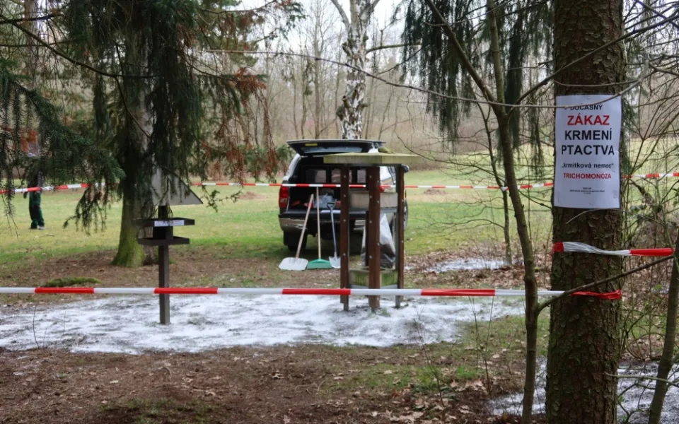 Nebezpečná krmítková nákaza zabíjí ptáky bez šance na vyléčení. V Borském parku, kde se nákaza objevila, teď dezinfikovali všechna krmítka