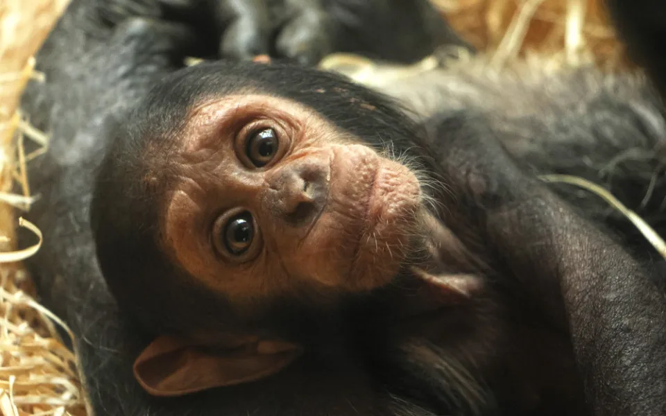 Malá šimpanzí celebrita ze zoo dostala jméno Dumay, pro které hlasovalo v anketě 2468 fanoušků