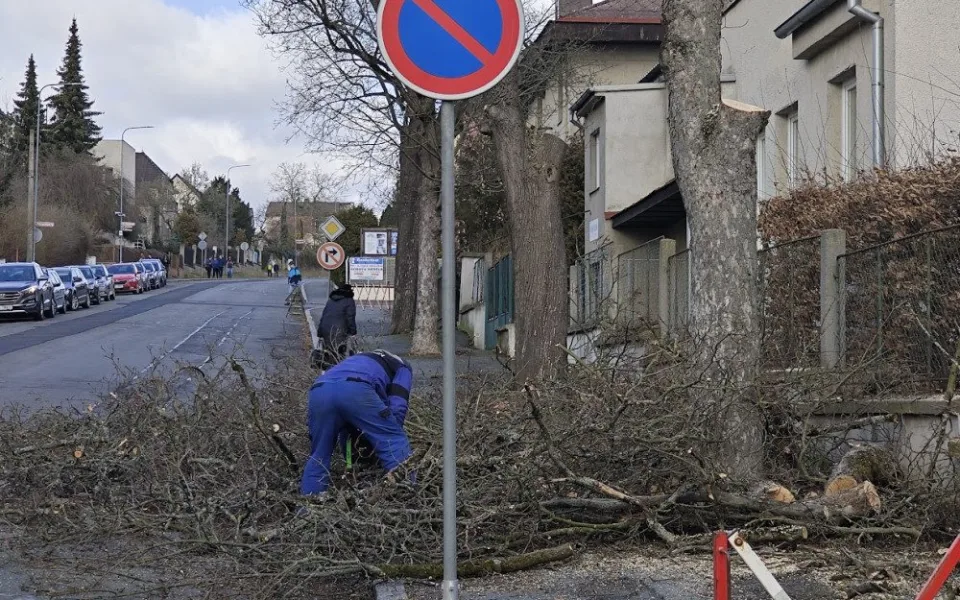 Stovky stromů byly pokáceny, za každý z nich nyní vysadí město nejméně jeden nový