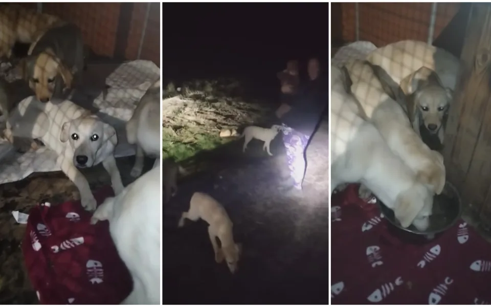 Sedm štěňat labradorů kdosi vypustil na frekventovanou silnici, byla vystrašená a hladová