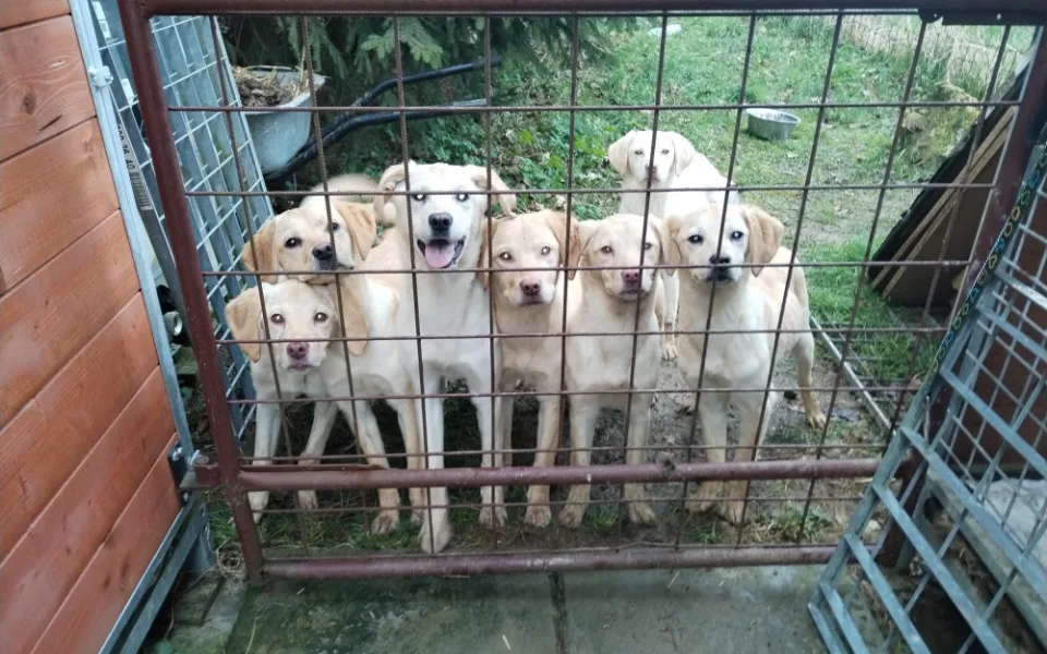 Vyhozená štěňátka labradorů už mají nový domov, bezohledného chovatele hledá policie
