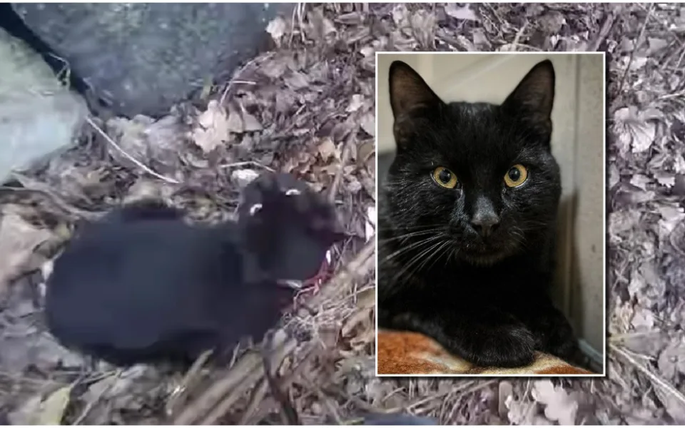 VIDEO: Desetiletá holčička pomohla zachránit kocoura, zamotal se do křoví a zoufale mňoukal