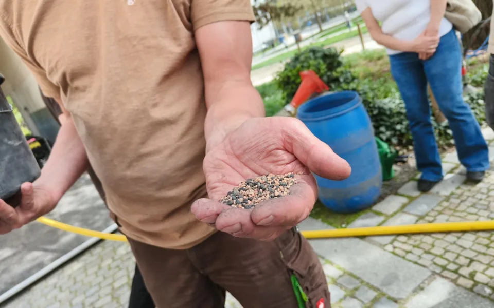Stoletý dub v centru města dostal speciální infuzi, která ho vyživí a ochrání před škůdci
