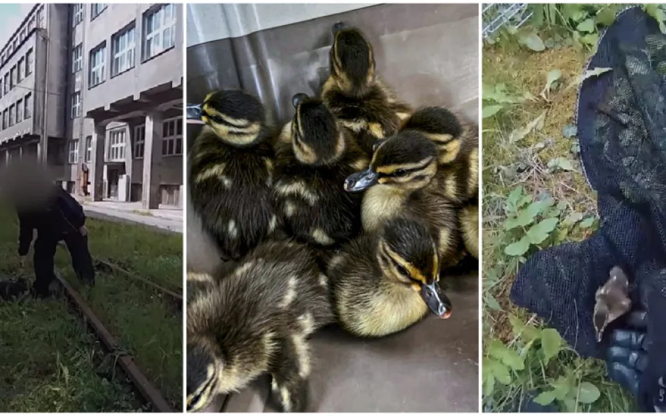 VIDEO: Strážníci zachraňují kachní rodinky, jedna z nich se zatoulala do areálu Škody