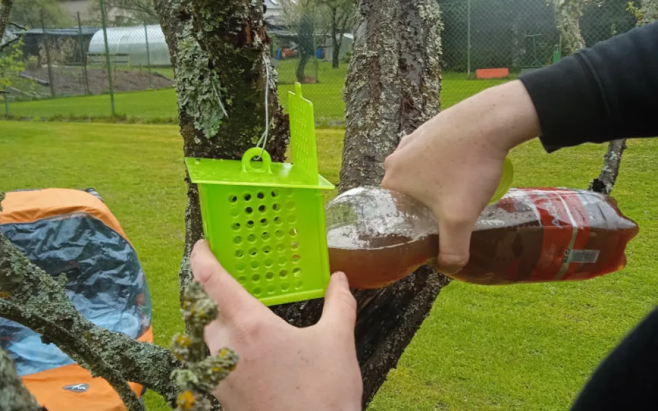 Nebezpečné sršně asijské lapí speciální pasti podél dálnice D5, hmyz často vozí kamiony z ciziny