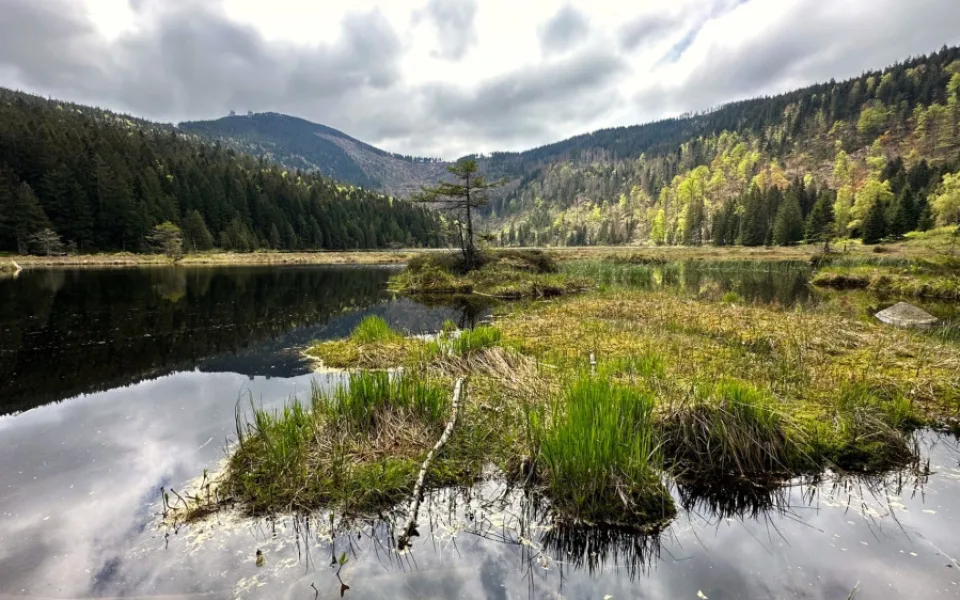 Malé Javorské jezero vás uchvátí krásou tří plovoucích ostrovů. Stromy v okolí ale zdevastoval kůrovec a následná těžba