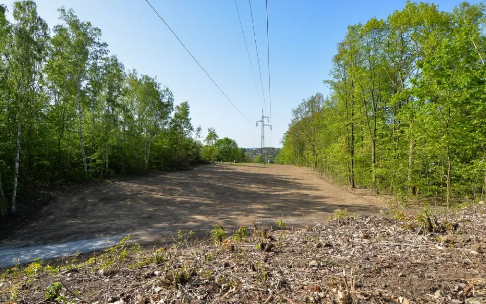 Stromy pod elektrickým vedením v největším městském parku musely pryč, nahradila je rozlehlá louka