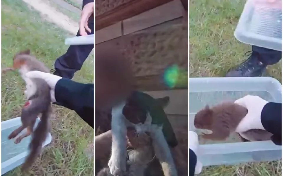 VIDEO: Strážníci zachraňovali uvízlou kočku i poraněnou veverku