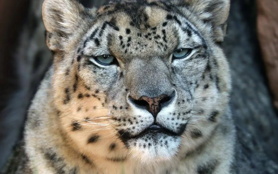 Elegantní levhart sněžný Naschan oslavil 20. narozeniny, jde o nejstarší kočkovitou šelmu v plzeňské zoo