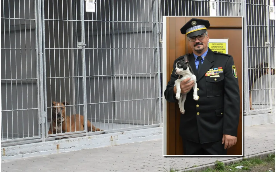 Zájem je o mladé psy malých plemen a štěňata. Staří a velcí psi mají často smůlu