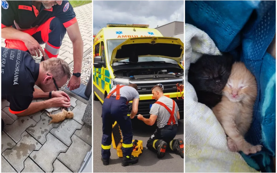 Překvapení záchranáři se nestačili divit. Vezli v sanitce dva černé pasažéry, malá koťátka