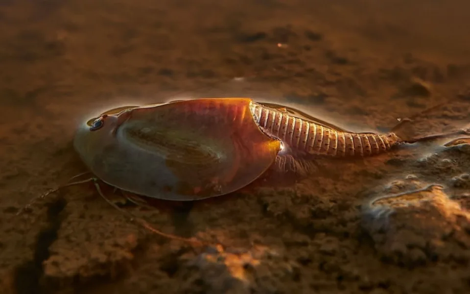 Tajemným listonohům připomínajícím pradávné trilobity se daří v přírodě díky dělostřeleckému pluku