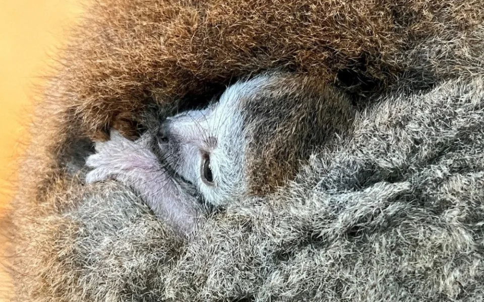 Držte nám palce s odchovem lemura korunkatého, vzkázala plzeňská zoo. Loni mládě po pár dnech uhynulo
