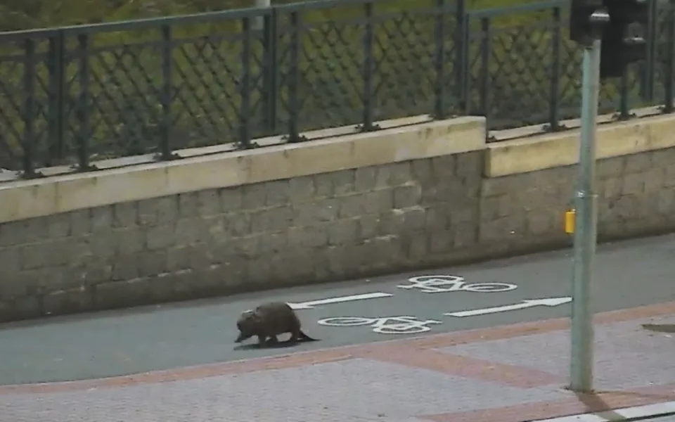 VIDEO: Tady normálně běhá bobr, líčil šokovaný muž. Zavalitý hlodavec si vykračoval kousek od hlavního nádraží