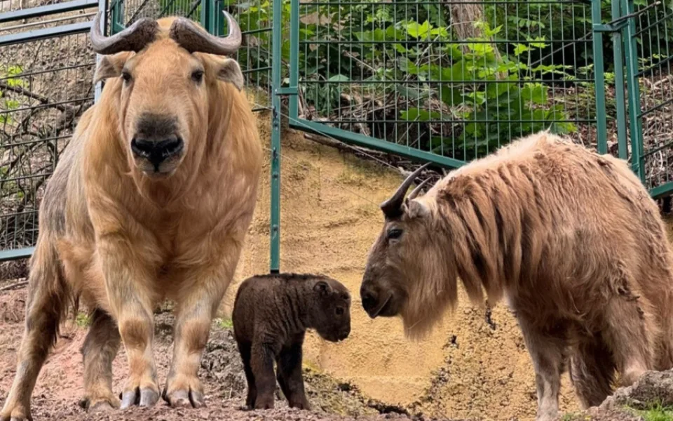 V zoo přišlo na svět mládě velmi vzácného takina čínského. Má rohy pakoně, nos losa, ocas medvěda a tělem připomíná bizona