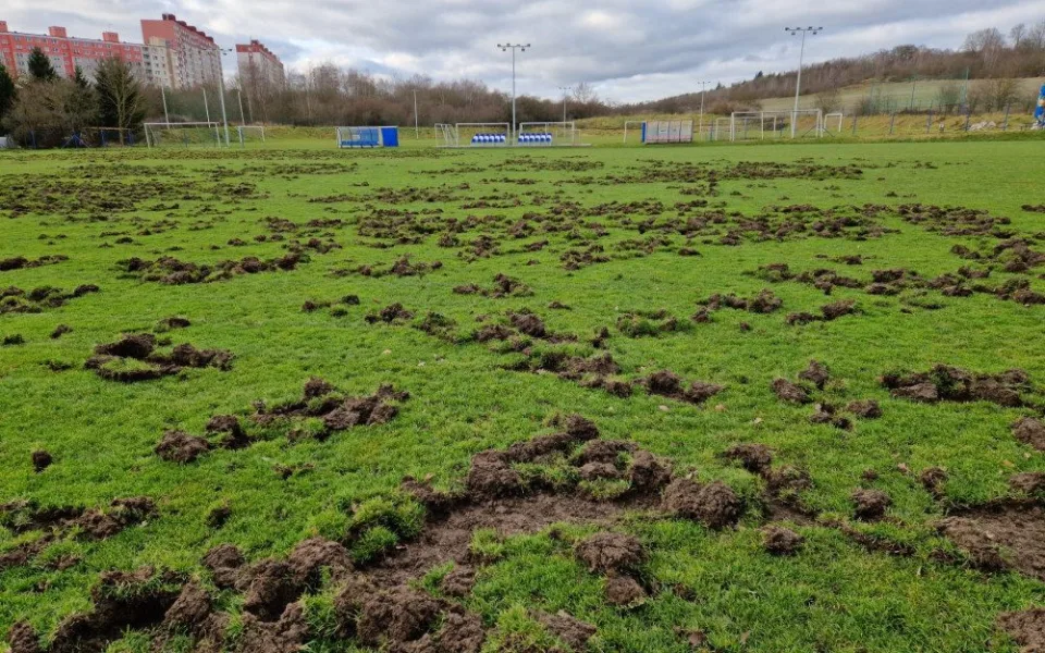 Stav hřiště po nájezdu divočáků v roce 2022, foto: Tomáš Morávek