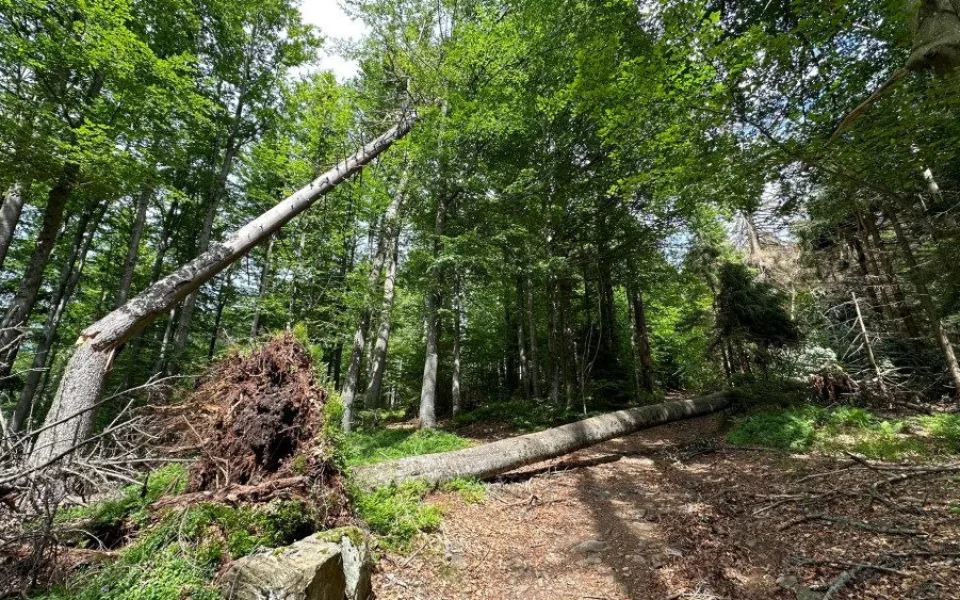 Suché stromy ohrožující značené turistické cesty na Šumavě se musí pokácet. Letos už jich šlo k zemi 6000