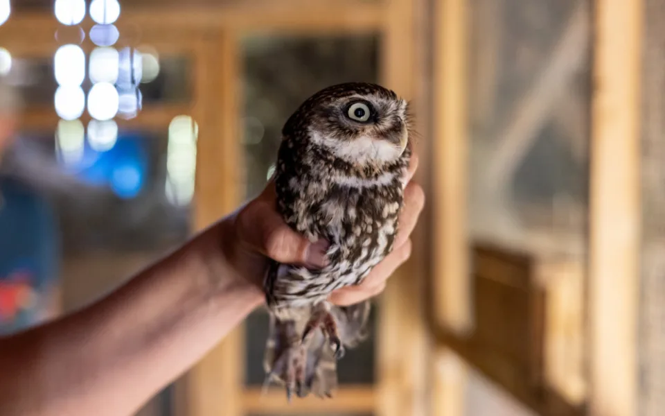 Sýček obecný je náš nejohroženější druh sovy, vrátit do přírody ho chce i nový přeshraniční projekt