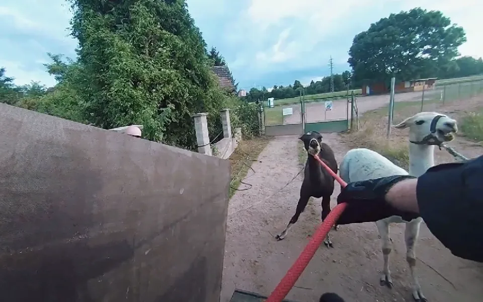 VIDEO: Strážníci se předvedli jako kovbojové, uprchlé lamy chytali do lasa