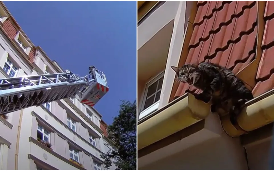 VIDEO: Kocour Jerry uvízl na střeše, hasiči pro něj vyrazili se žebříkem, nahoru do koše vzali i majitelku