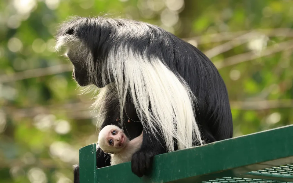 Obrovská radost v plzeňské zoo, narodilo se tam mládě guerézy angolské, matka i tlupa jej pečlivě hlídají
