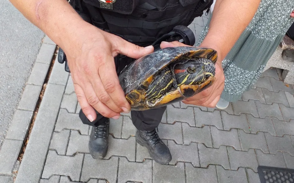 Kolem domu se procházela želva nádherná, skončila v útulku. Nepůvodní plaz představuje pro přírodu velké riziko